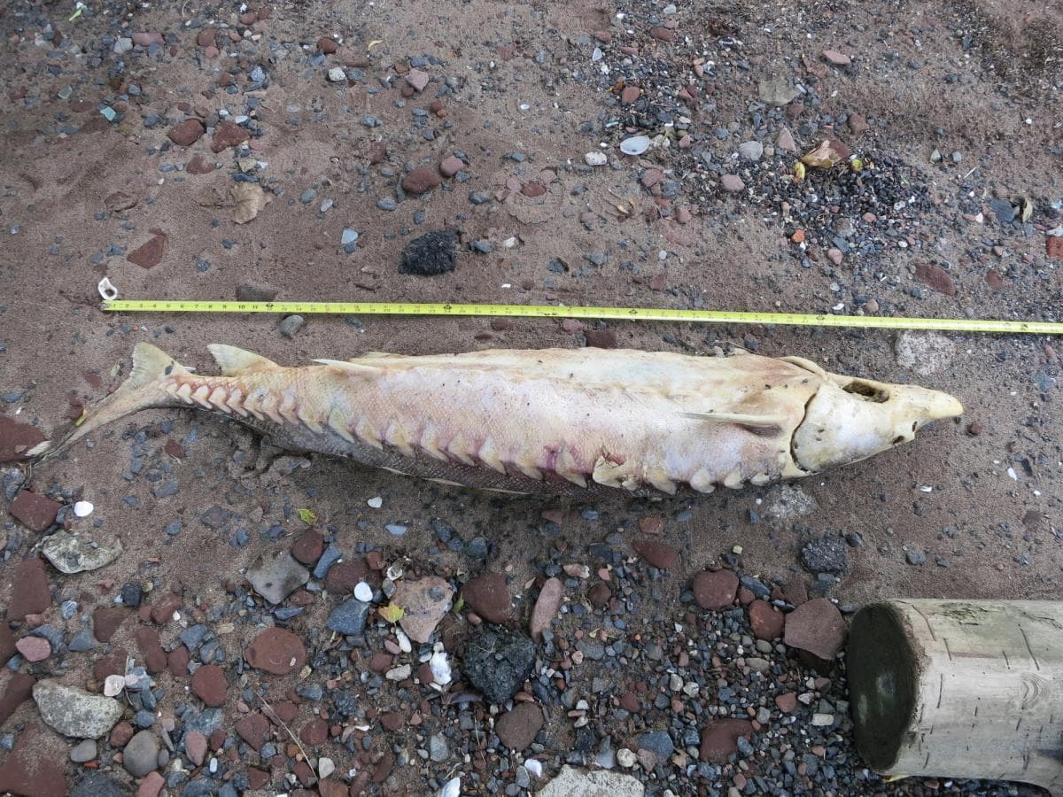 dead sturgeon