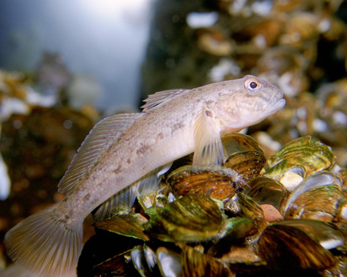 Round Goby