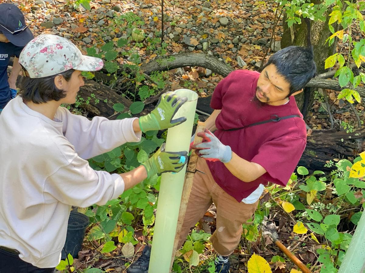 Tree planting