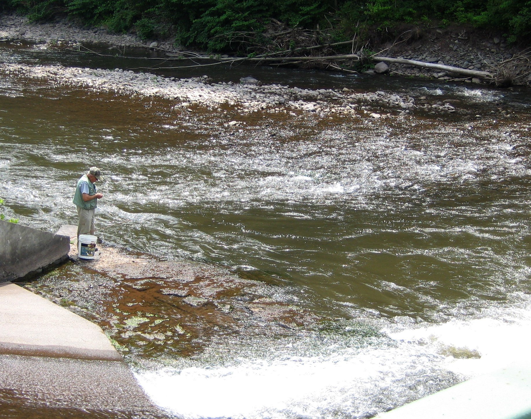 Striped bass, a favorite of NYC anglers, sharply declining in