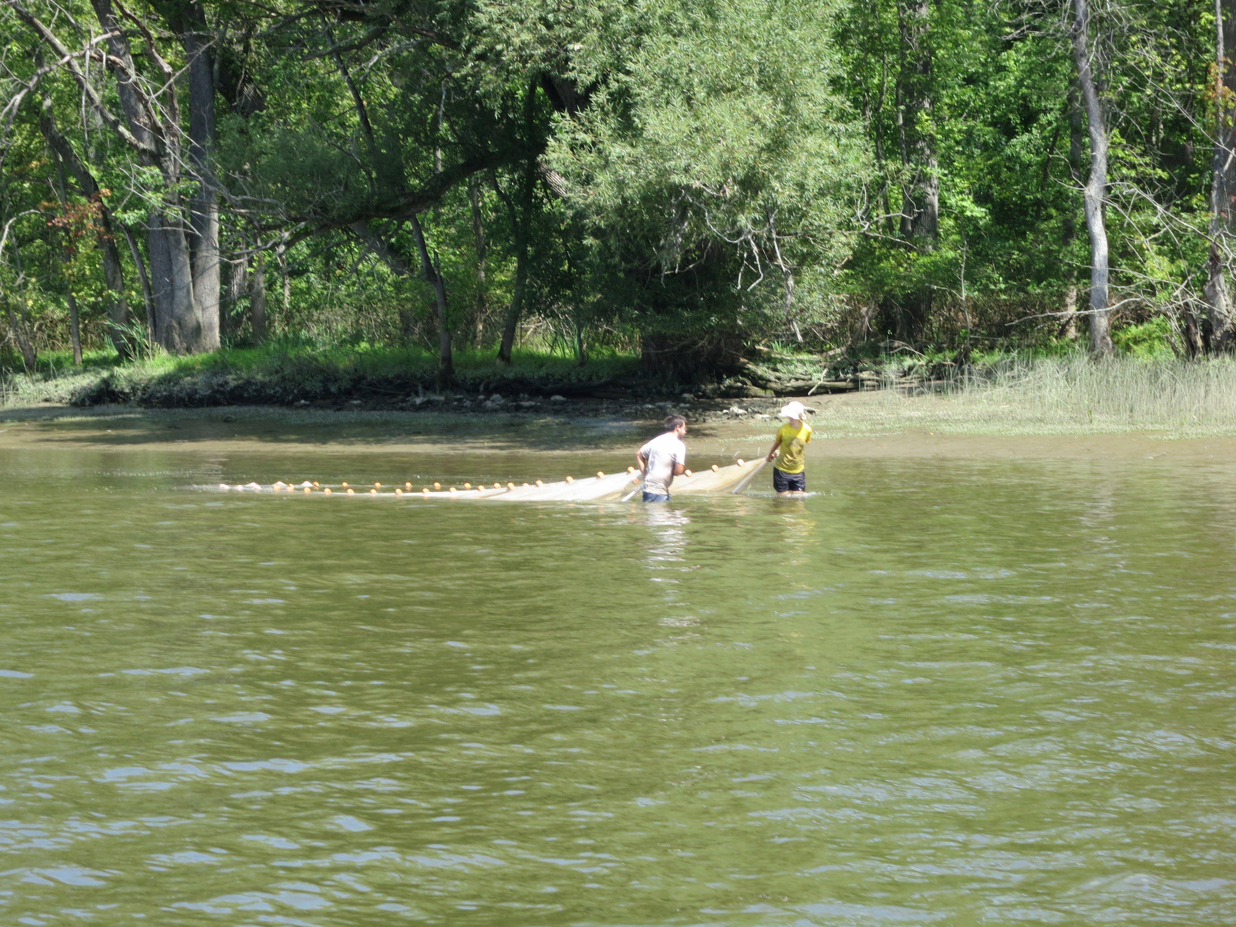 Striped bass, a favorite of NYC anglers, sharply declining in